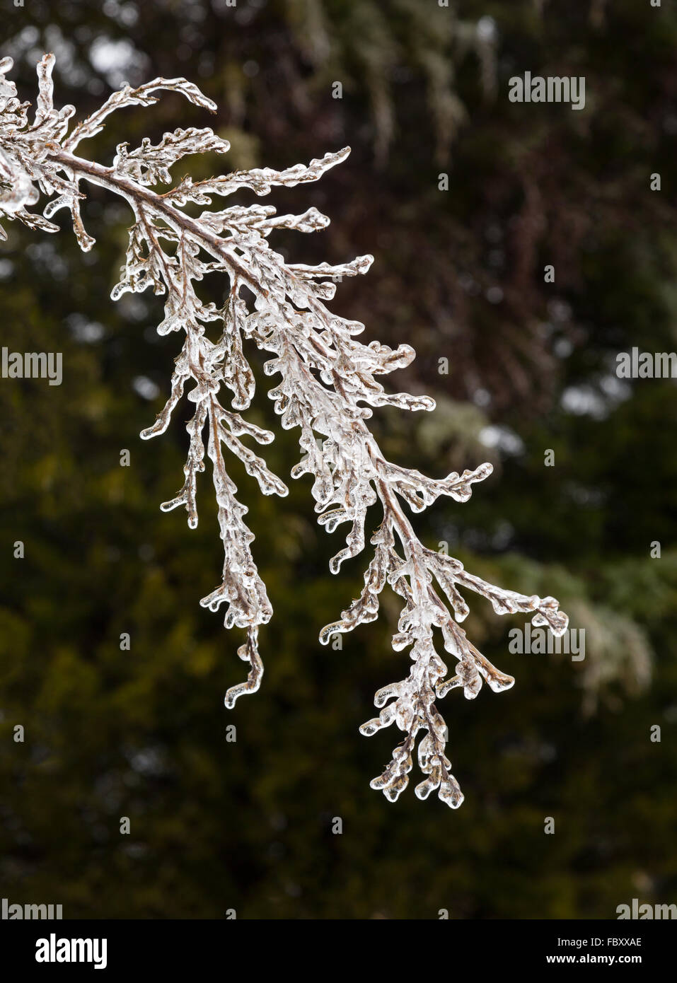 Branches couvertes de glace commence à fondre à glaçons Banque D'Images