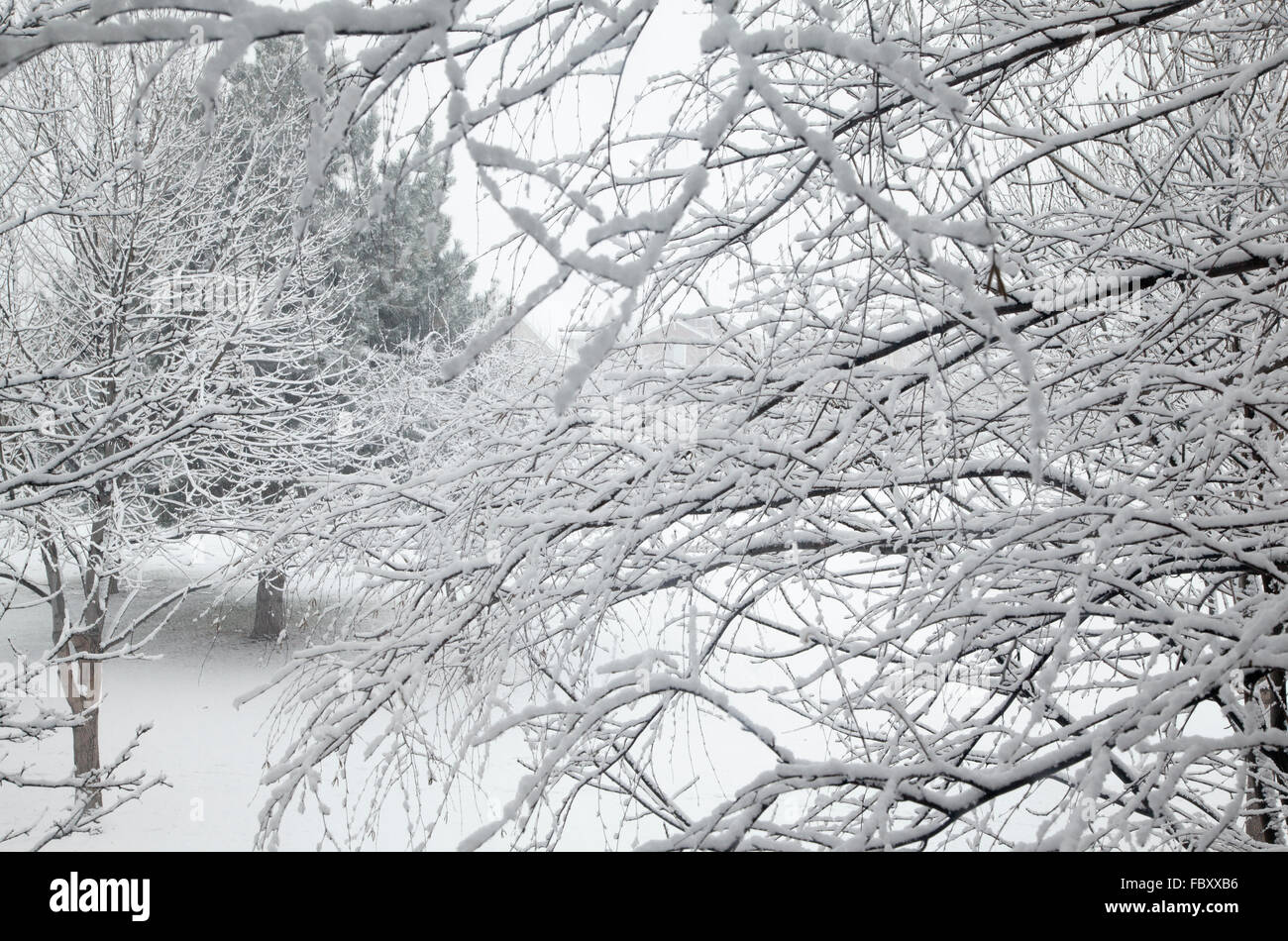 Neige de l'hiver sur les branches d'arbres et Park, 2105. Banque D'Images