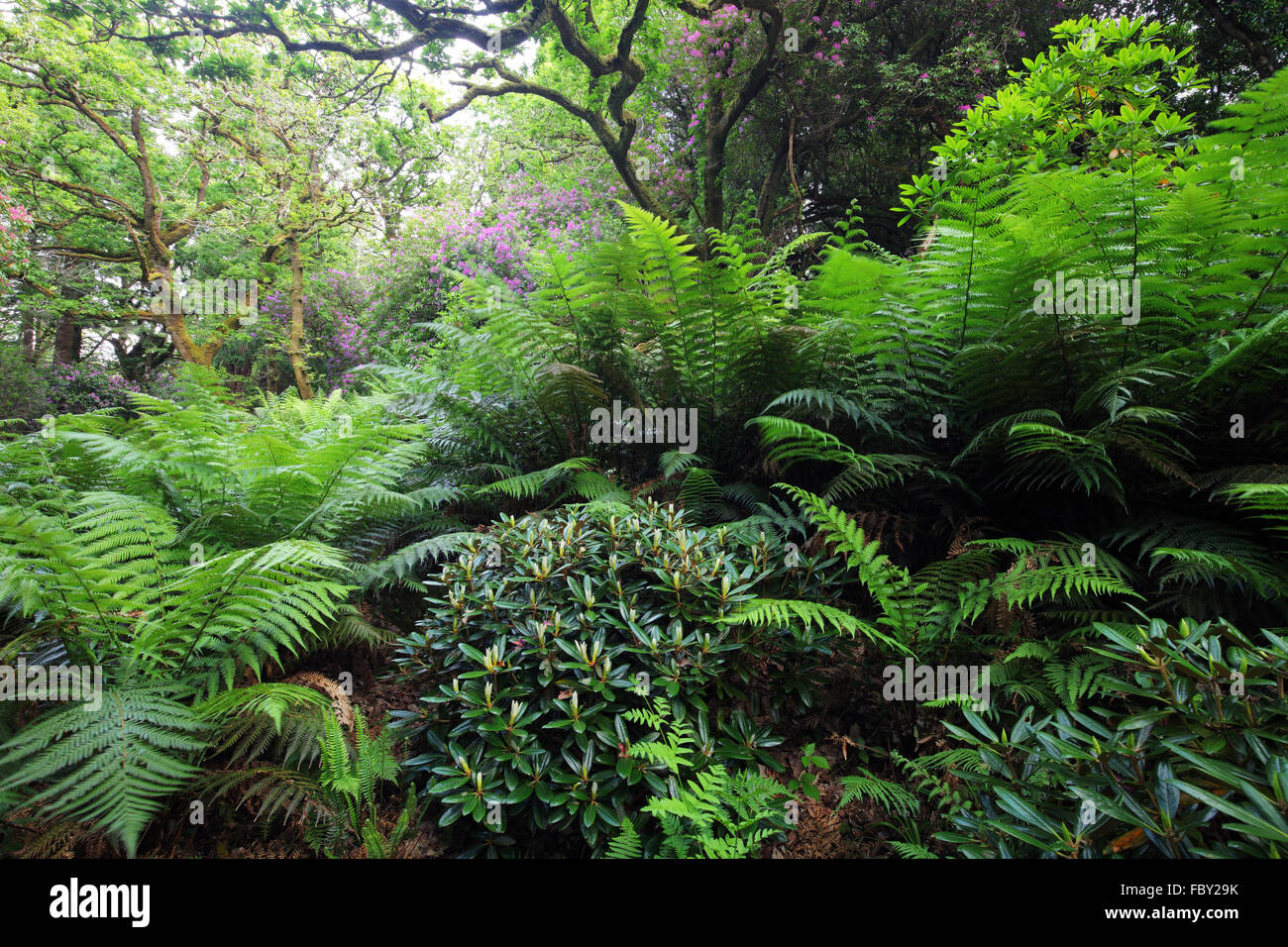 Les fougères et les rhododendrons dans l'Dereen Gardens près de Kenmare, sur la péninsule Beara, comté de Kerry, Irlande Banque D'Images