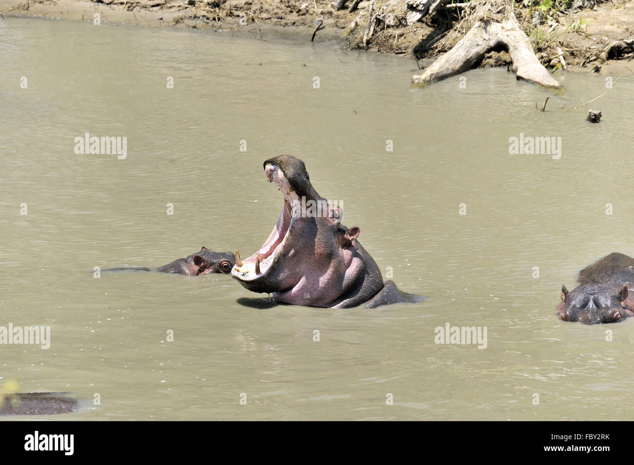 Hippo béant Banque D'Images