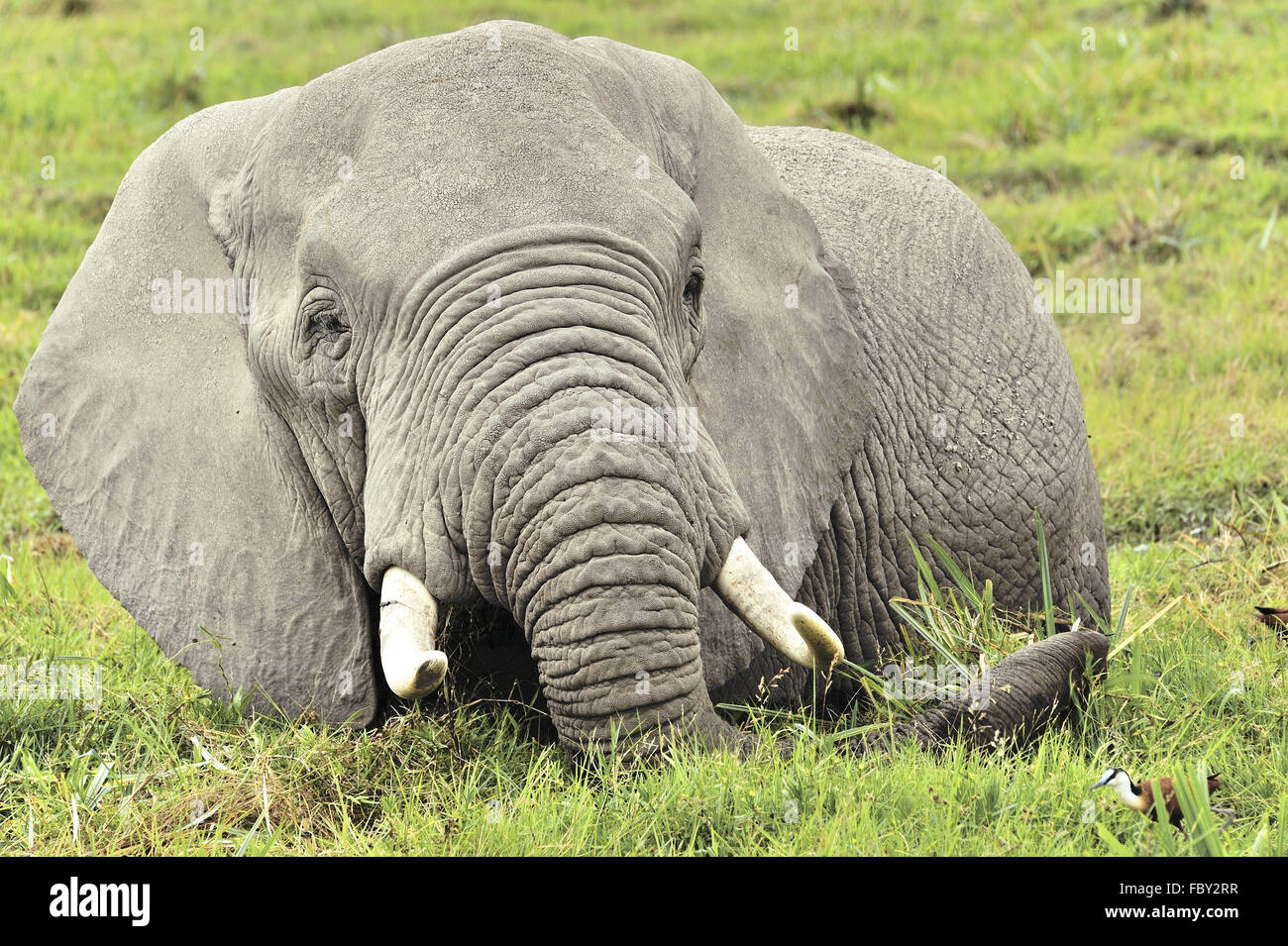 Éléphant dans le marais de l'Amboseli Banque D'Images