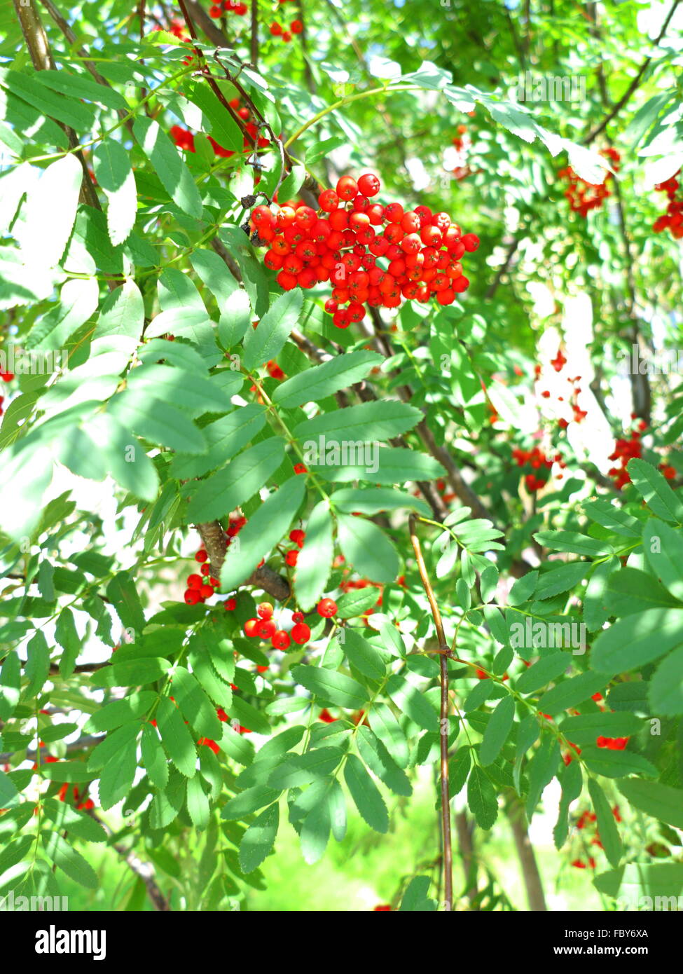 Rowan berries ashberry automne. Sorbus aucuparia Banque D'Images