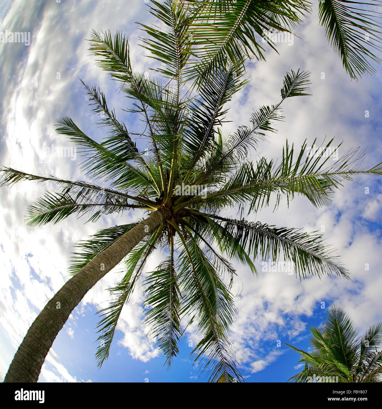 Sous les cocotiers Banque D'Images