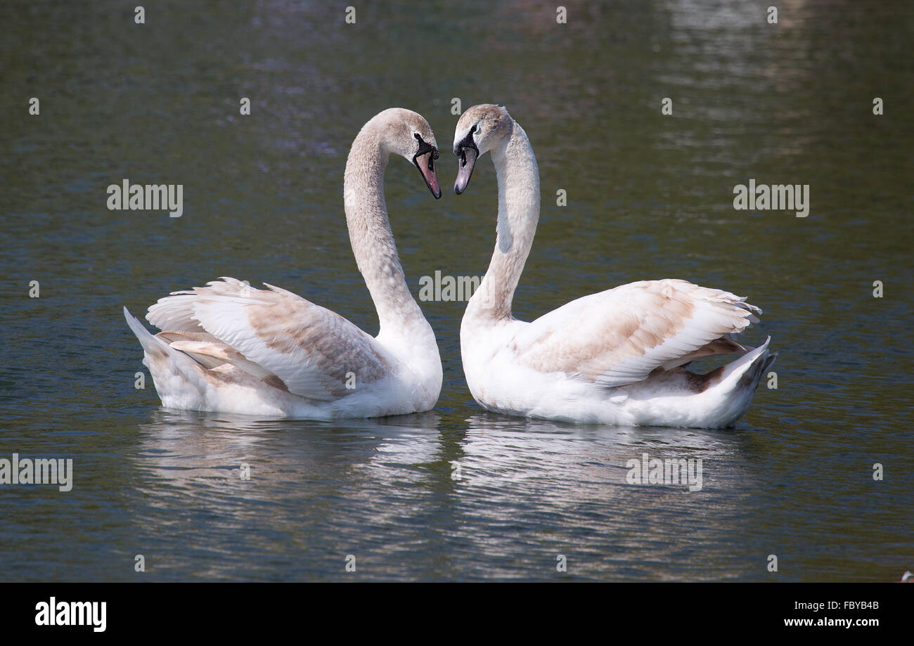 Lot réservé : Couple de cygnes noir / blanc et feuilles d'or LUMINEUX
