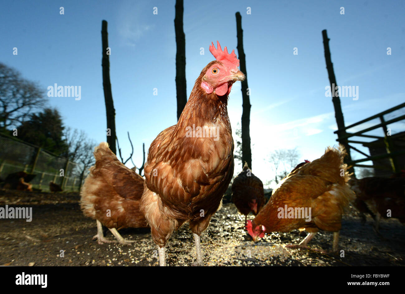 Les poulets de batterie ex compte tenu de nouvelles maisons. Banque D'Images