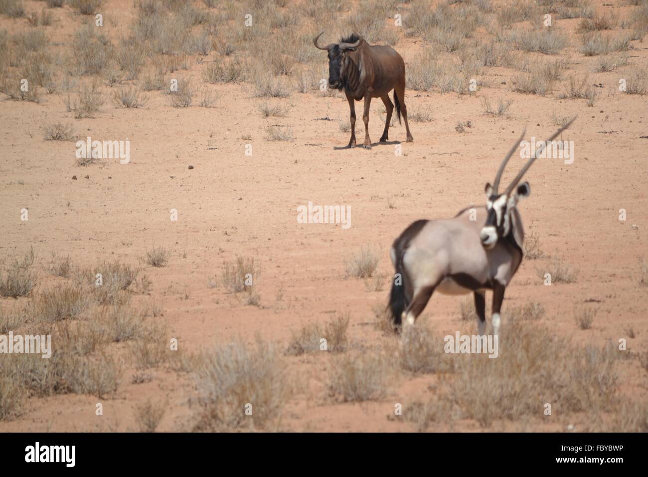 L'antilope oryx et des gnous dans le parc transfrontalier de Kgalagadi, Afrique du Sud Banque D'Images