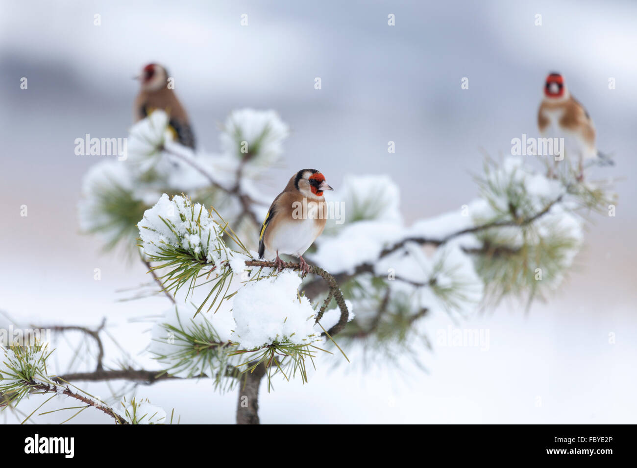 Trois chardonnerets, Carduelis carduelis, perché dans un arbre conifère enneigé avec un arrière-plan flou artistique à l'hiver. L'Ecosse Banque D'Images