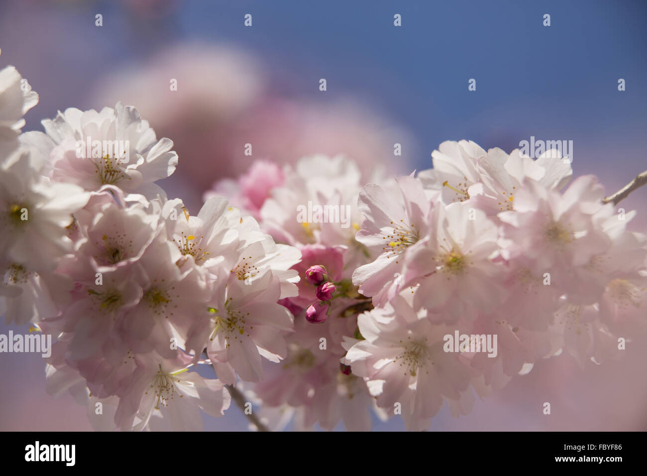 Prunus subhirtella Banque D'Images