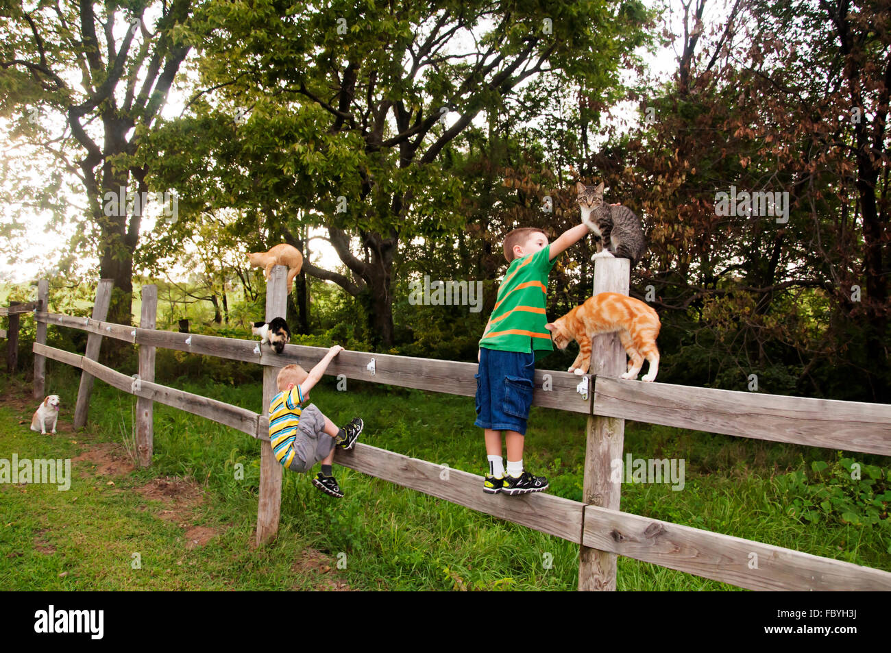 Les enfants et les chats sur la clôture en bois sous l'œil d'un chien vigilant Banque D'Images
