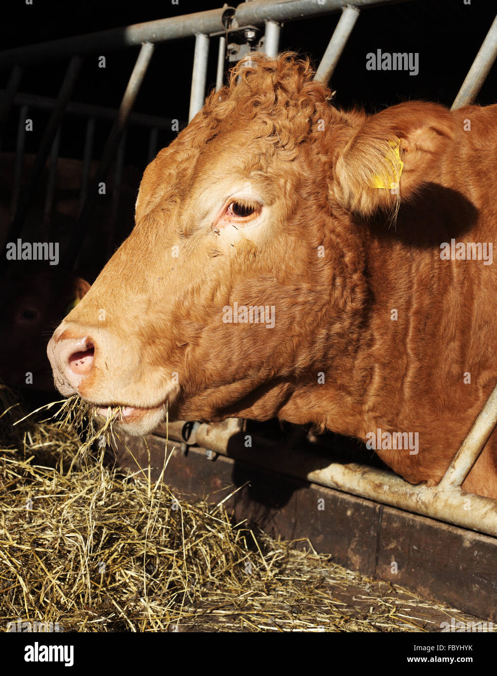 vache Banque D'Images