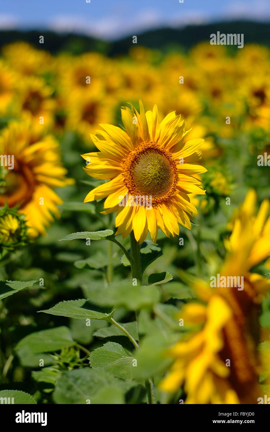 Tournesol Banque D'Images