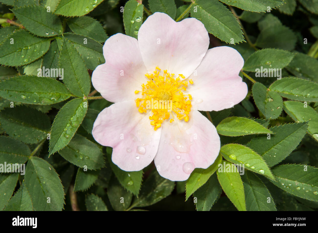 Dog rose fleur après la pluie Banque D'Images