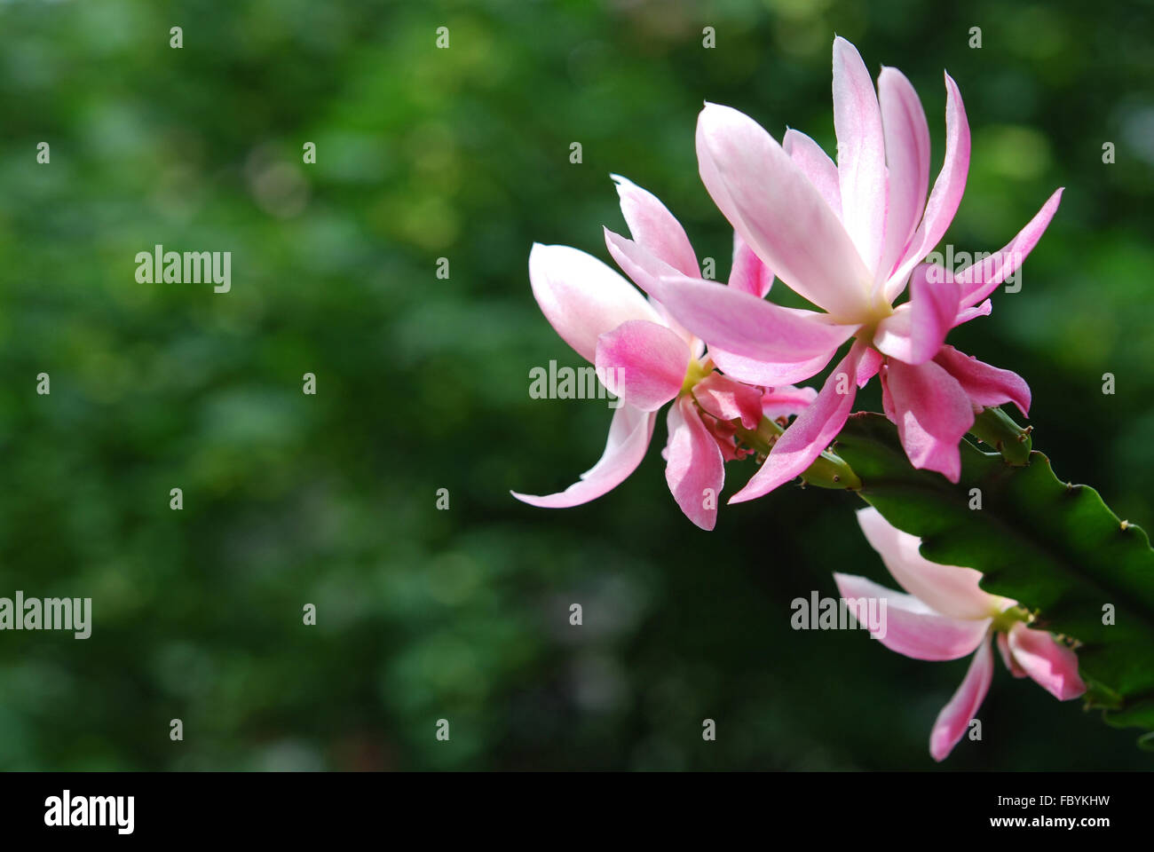 Cactus orchidée rose en fleurs Banque D'Images