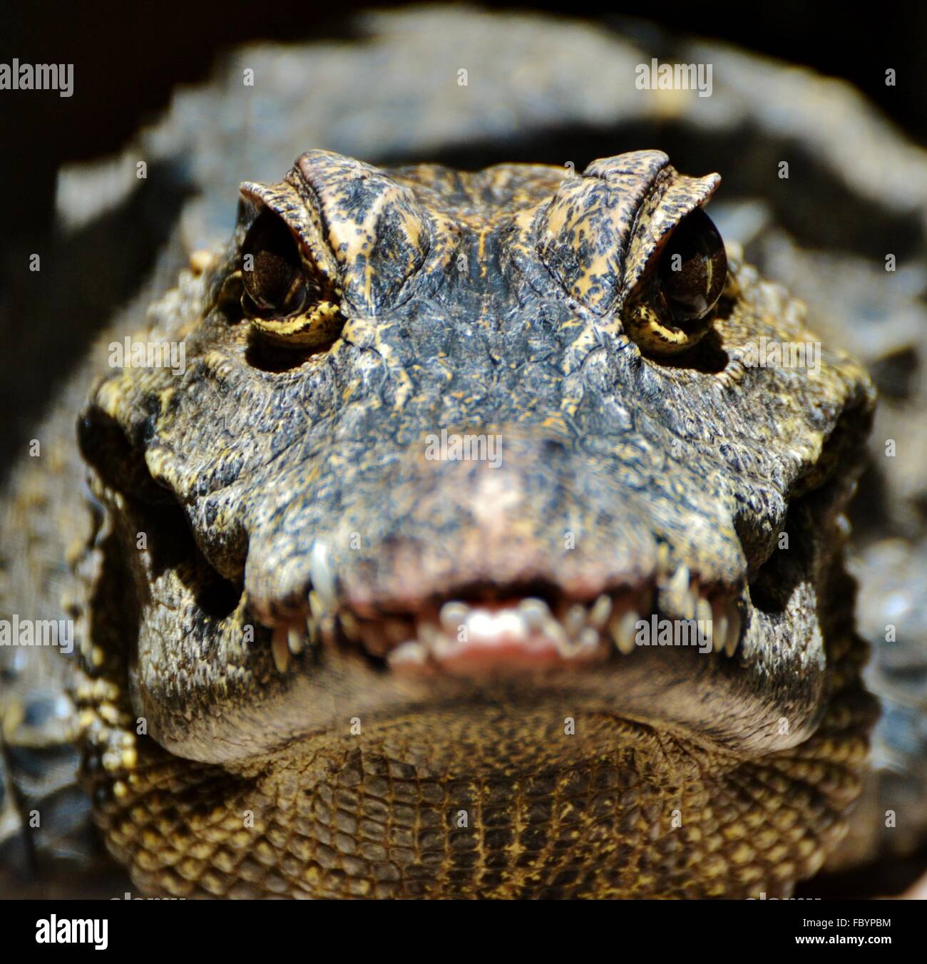 Portrait d'un jeune Alligator Alligator mississippiensis (). Banque D'Images