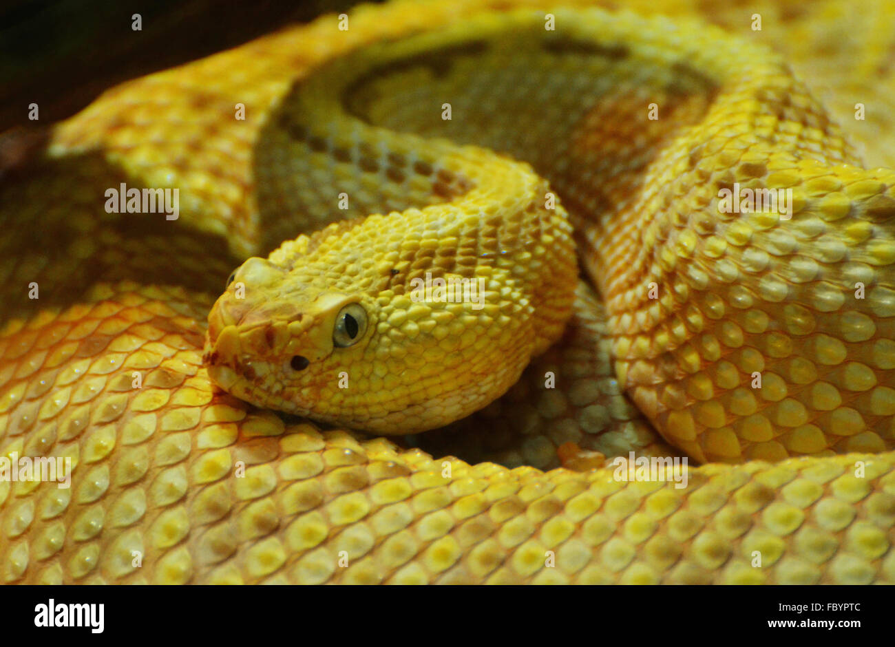 Un serpent jaune enroulé Banque D'Images
