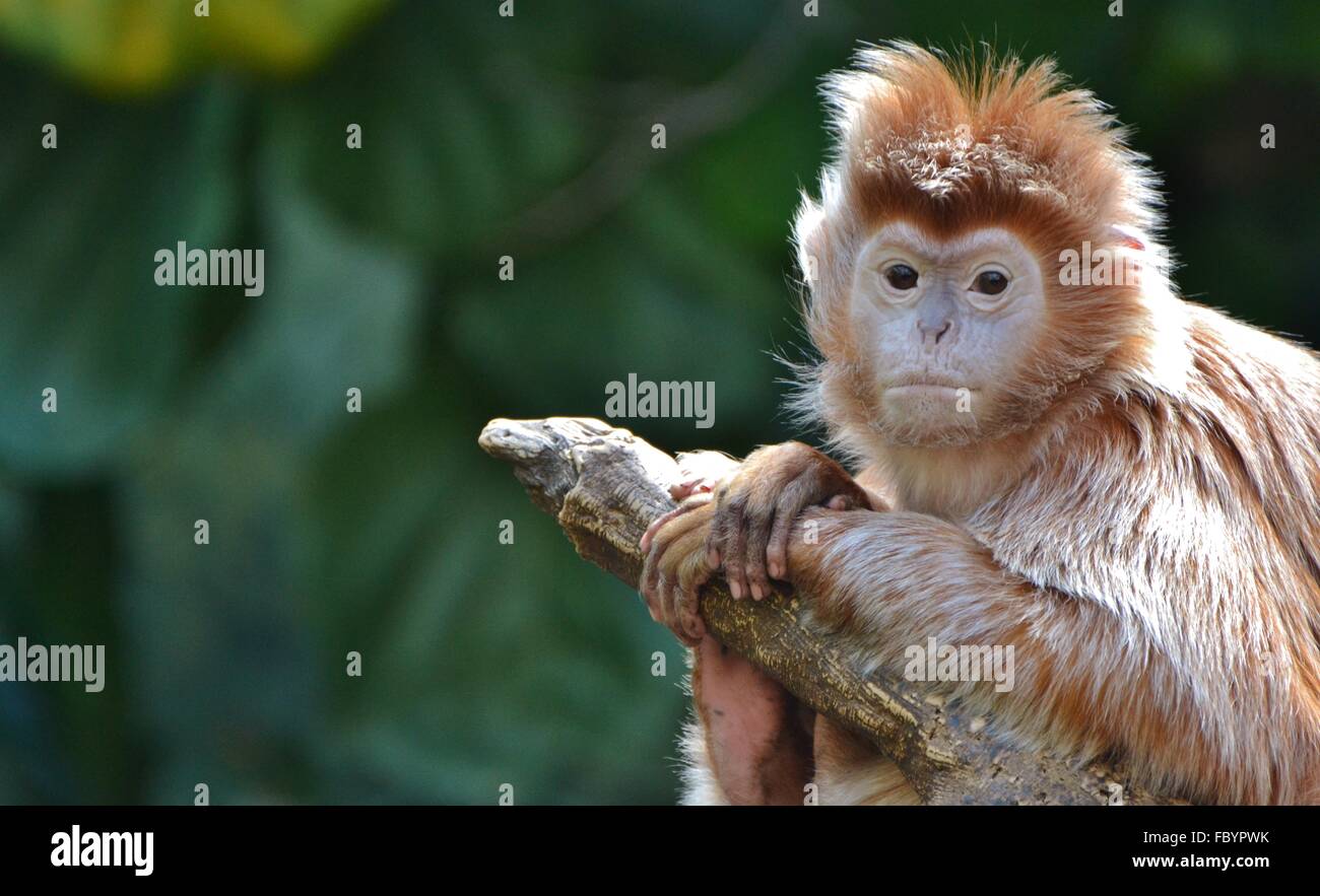 Le Javan lutung (Trachypithecus auratus), également connu sous le nom de l'ébène et Javan lutung langur. Banque D'Images