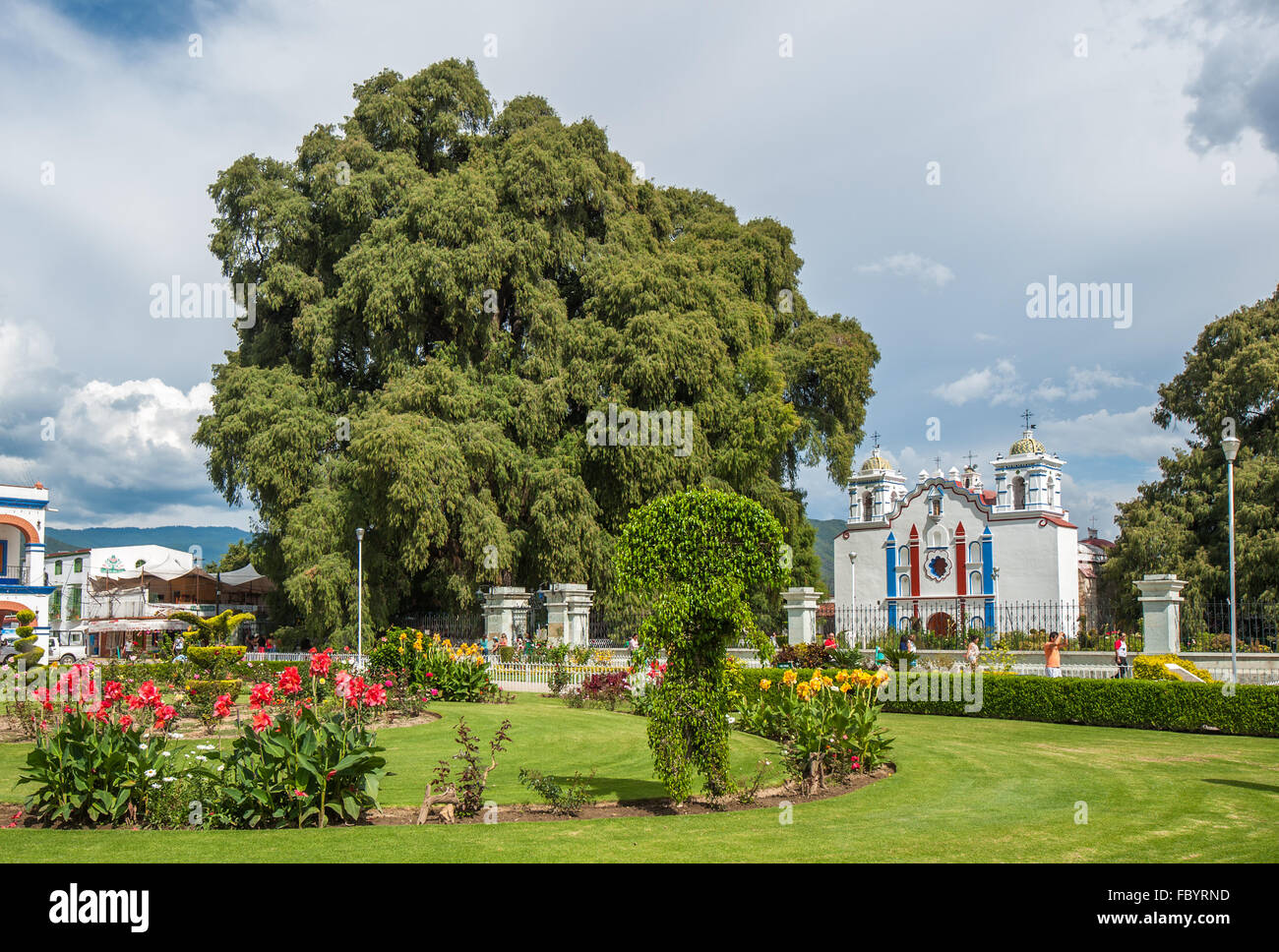 Arbol del Tule, un géant arbre sacré en Tule, Oaxaca, Mexique Banque D'Images