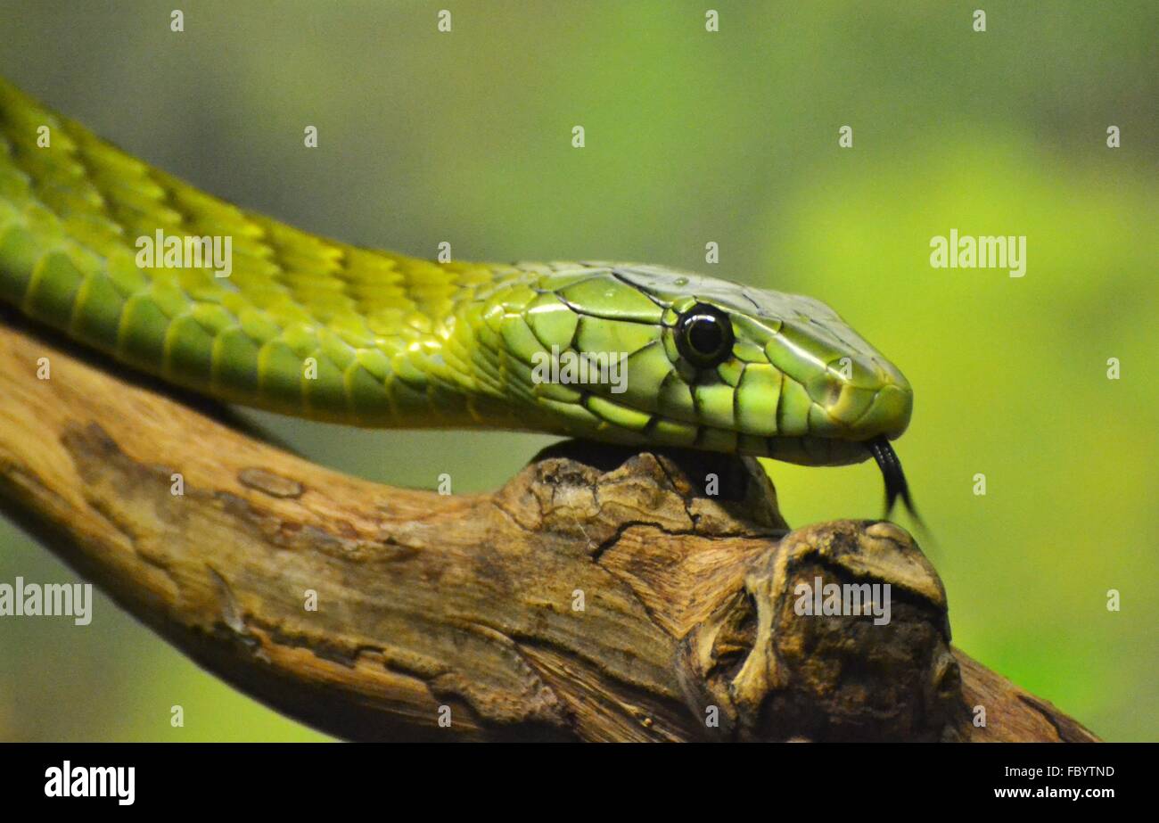 Le Mamba vert (Dendroaspis viridis), un serpent venimeux originaire de la jungle de l'Afrique. Banque D'Images