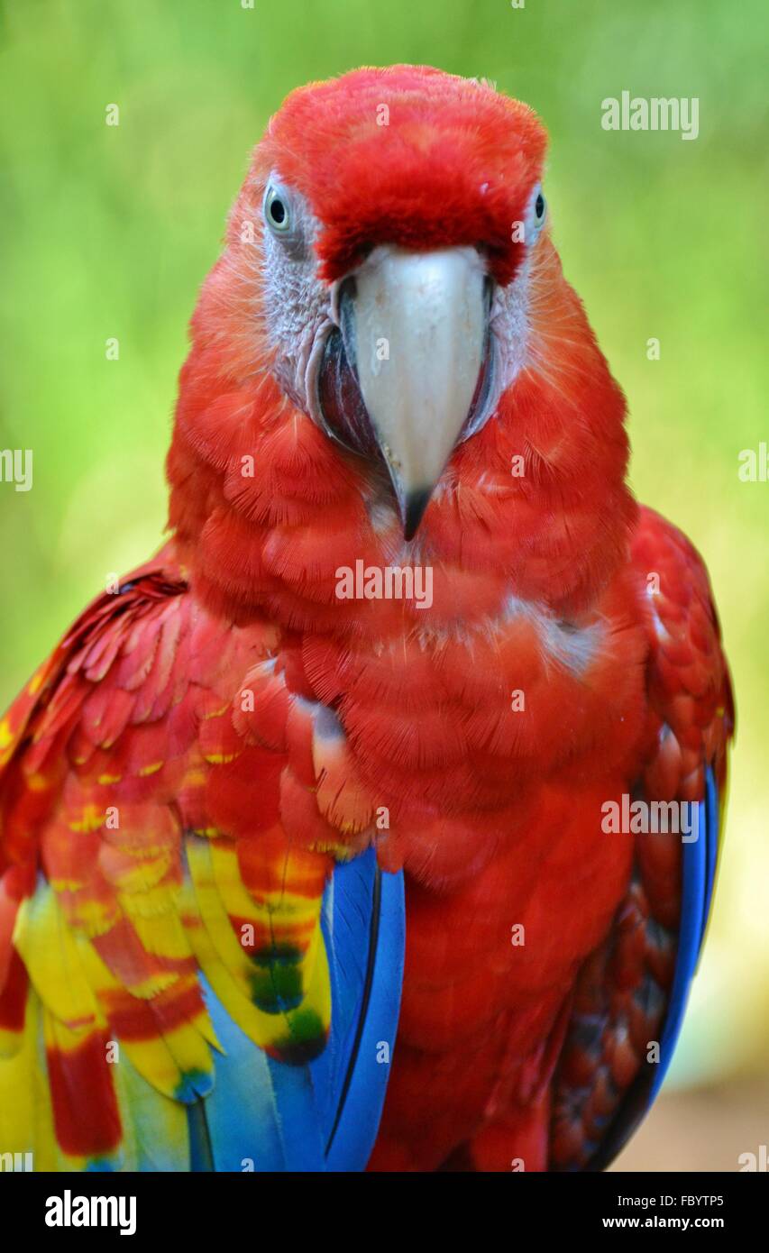 L'ara rouge (Ara macao), un oiseau originaire d'Amérique du Sud, forêt amazonienne. Banque D'Images