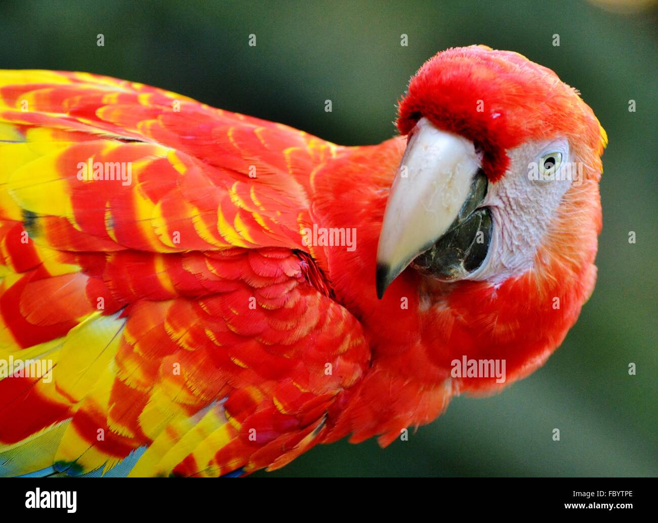 L'ara rouge (Ara macao), un oiseau originaire d'Amérique du Sud, forêt amazonienne. Banque D'Images