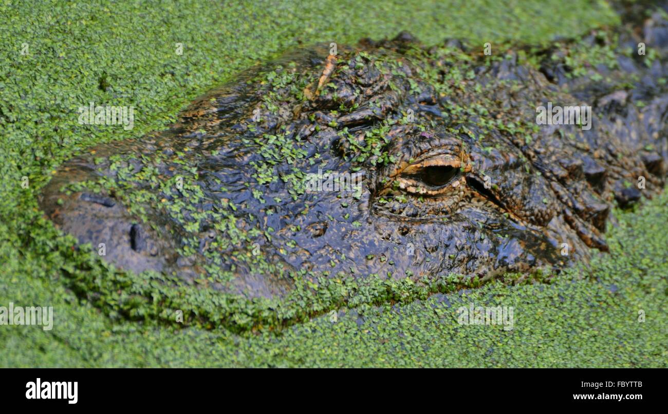 Un alligator Alligator mississippiensis) (la chasse dans un marécage de Floride. Banque D'Images