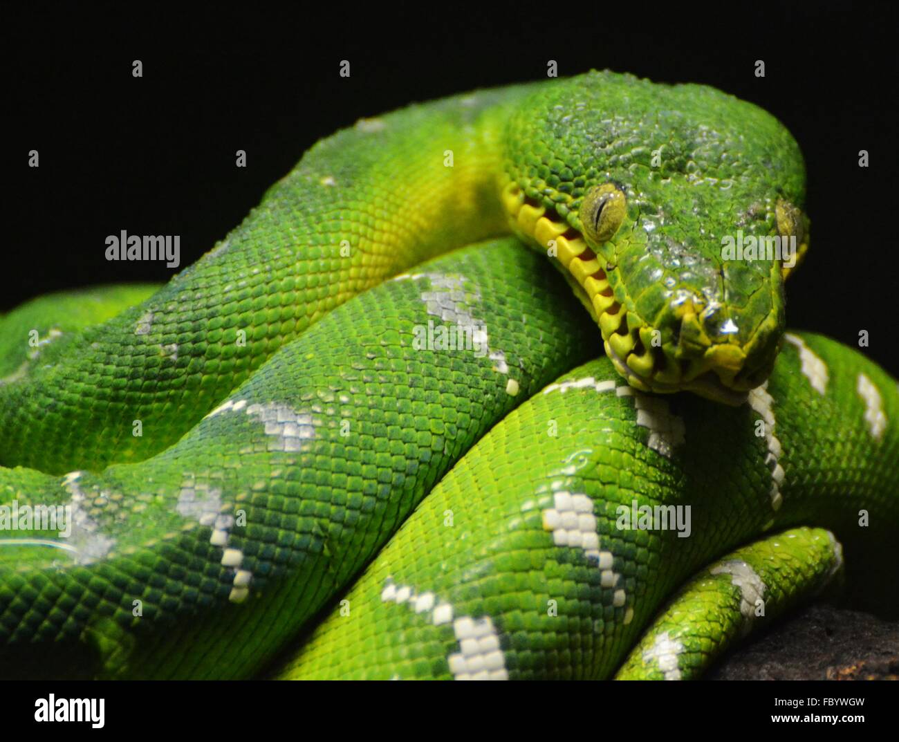 L'Arbre Vert Python (Morelia viridis), un serpent indigènes de l'Asie du Sud-Est et du Pacifique Banque D'Images
