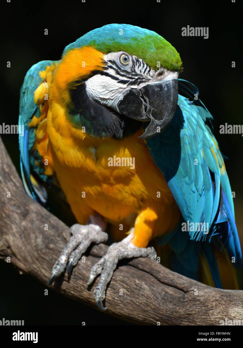 Le bleu-et-jaune macaw (Ara ararauna), le perroquet originaire de l'Amérique du Sud, forêt amazonienne. Banque D'Images