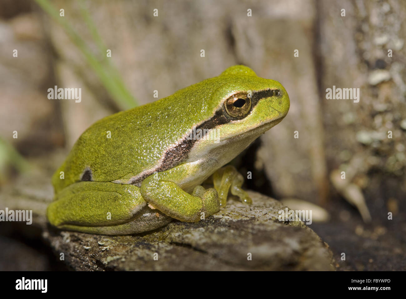 European rainette, Hyla arborea Banque D'Images