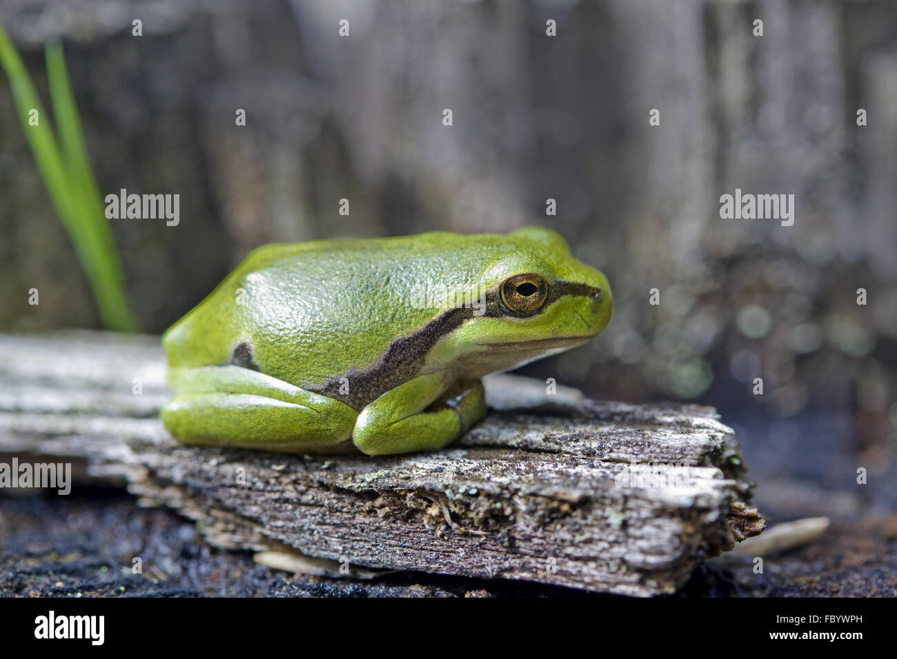 European rainette, Hyla arborea Banque D'Images