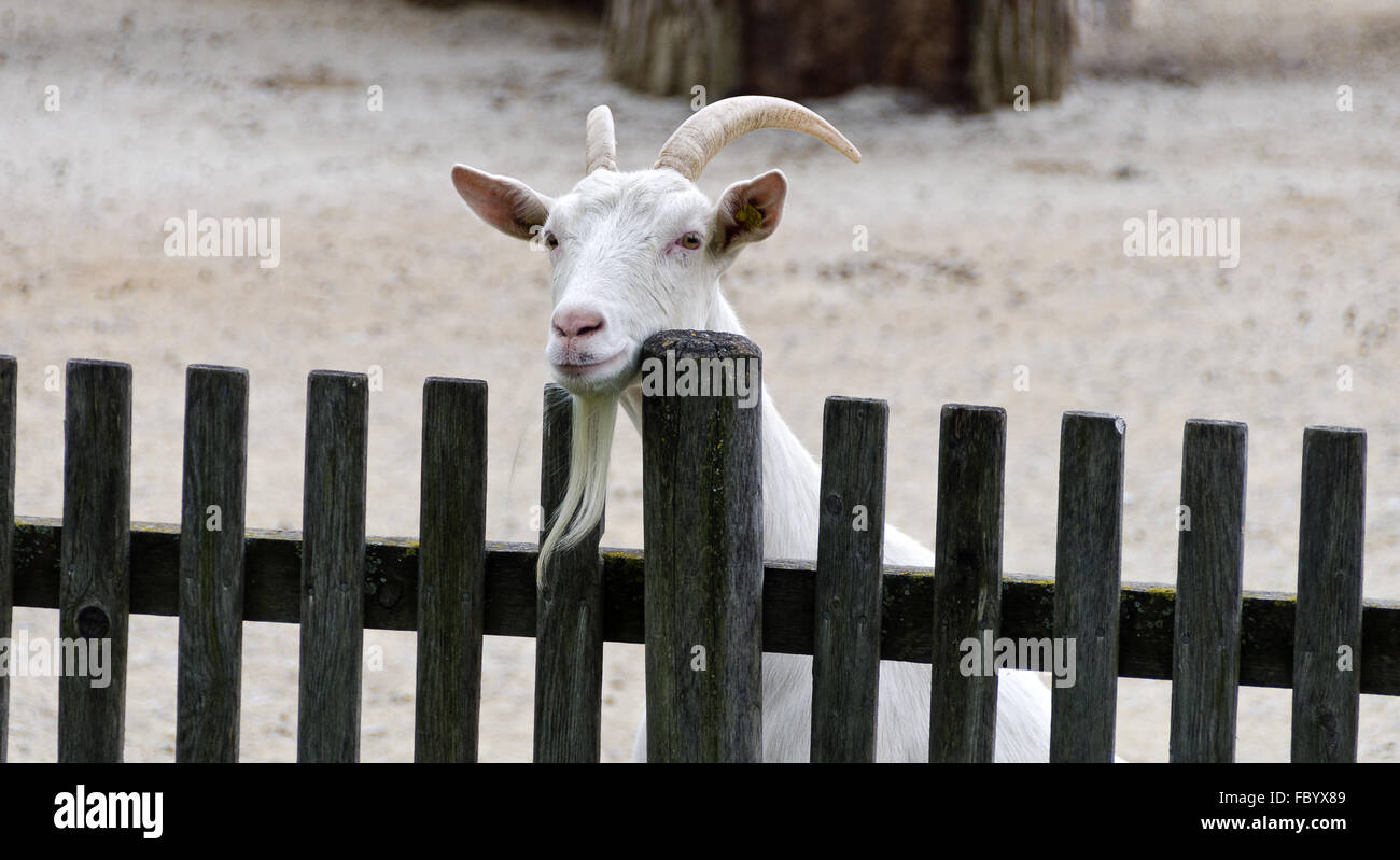 À la chèvre sur une clôture en bois Banque D'Images