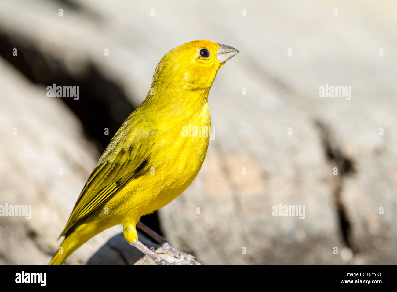 Finch SAFRON Banque D'Images