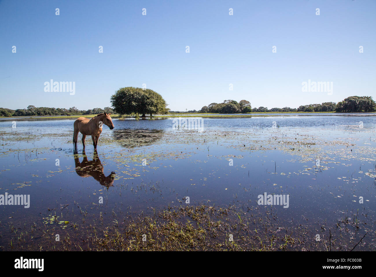 Pantanal-Landscape avec cheval Banque D'Images