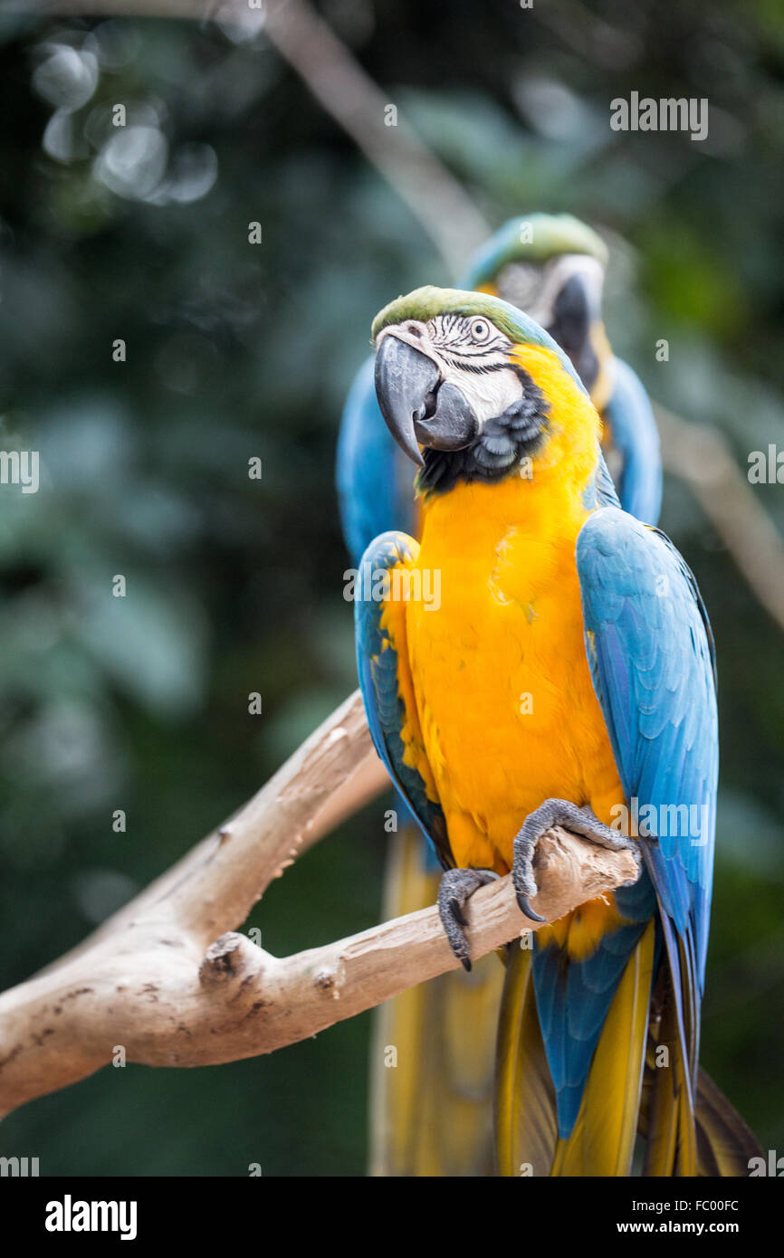 Blue-and-yellow macaw Banque D'Images