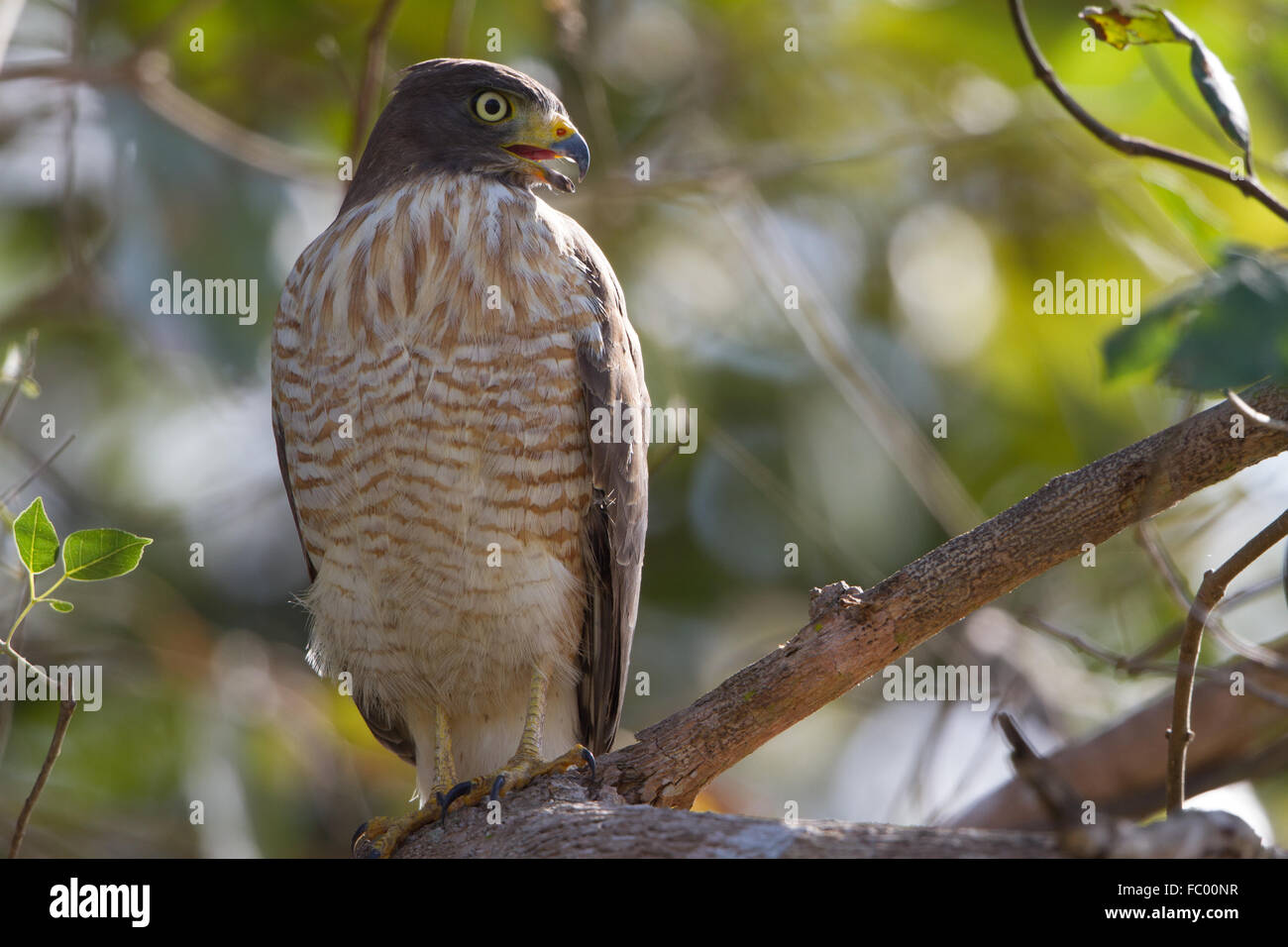 Hawk routière Banque D'Images