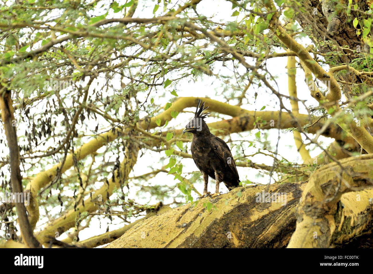 Long-Crested Eagle avec son drôle plumes Banque D'Images