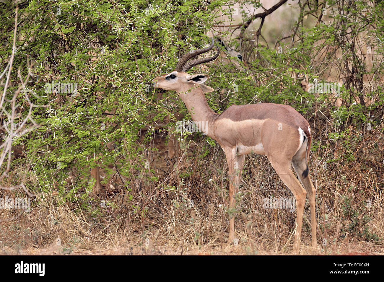 Gerenuk à Tsavo East National Park Banque D'Images