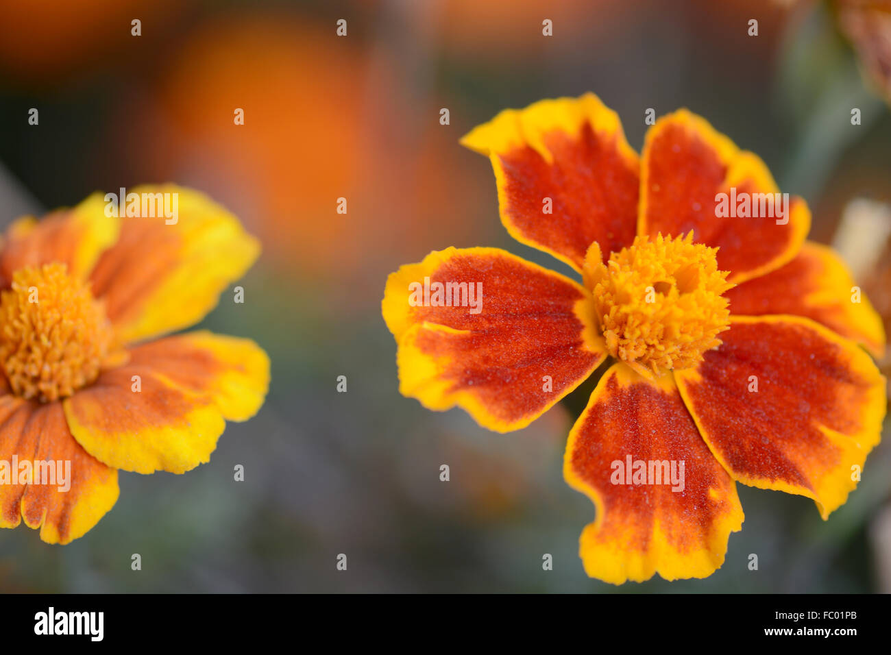 Close up of orange flower Banque D'Images