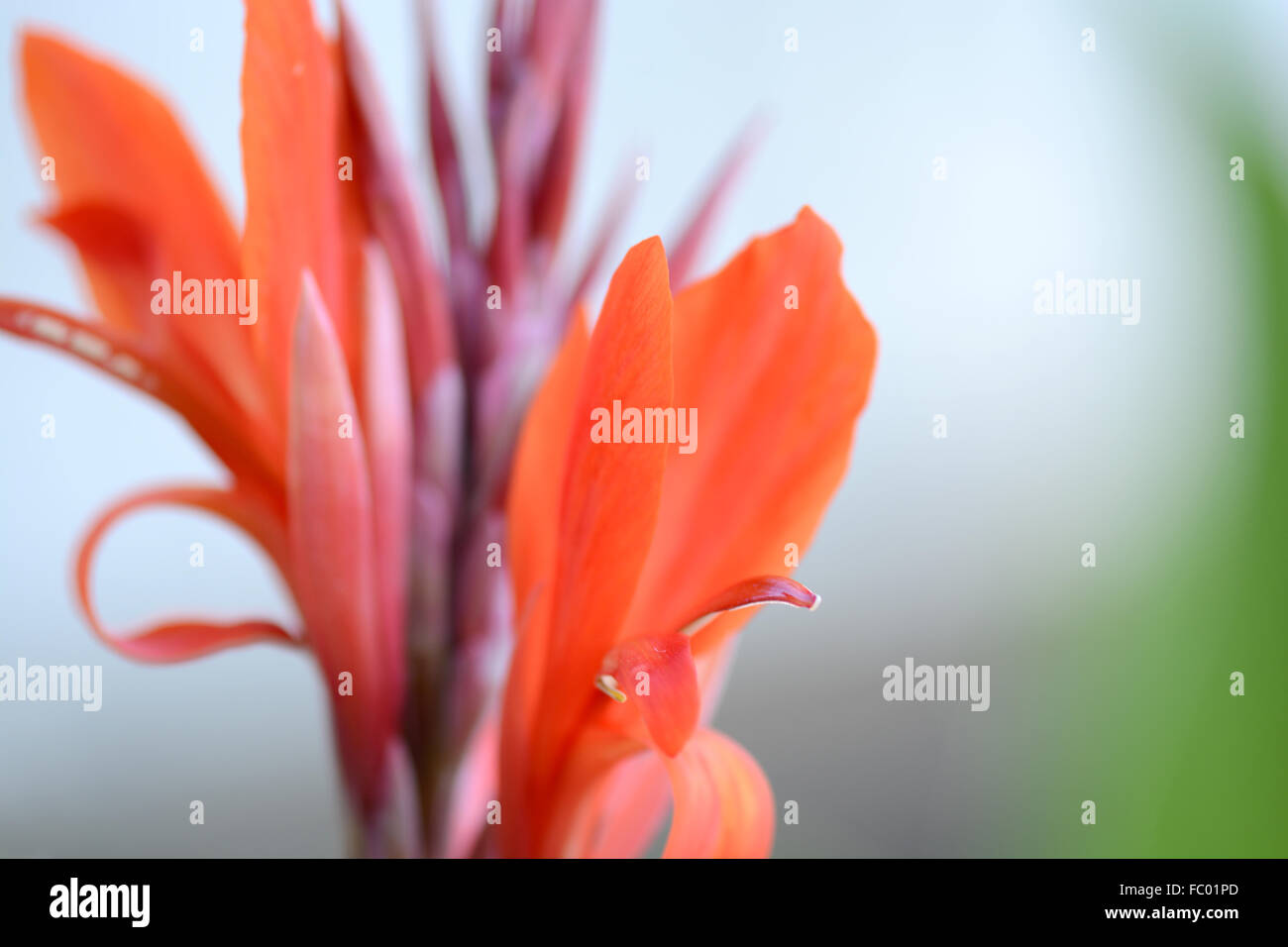 Champ avec fleur rouge, Close up Banque D'Images