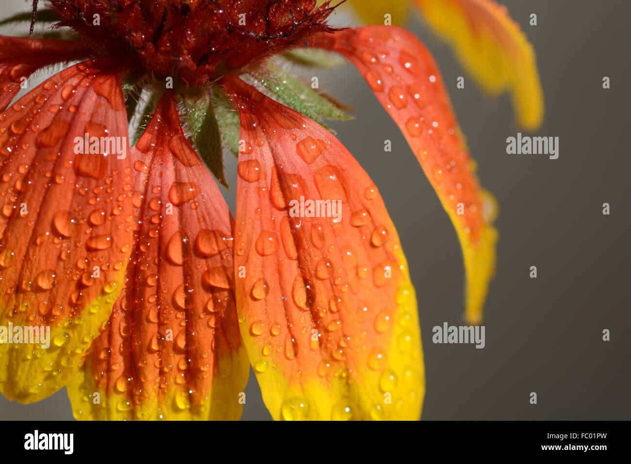Très belle fleur orange vif en macro Banque D'Images
