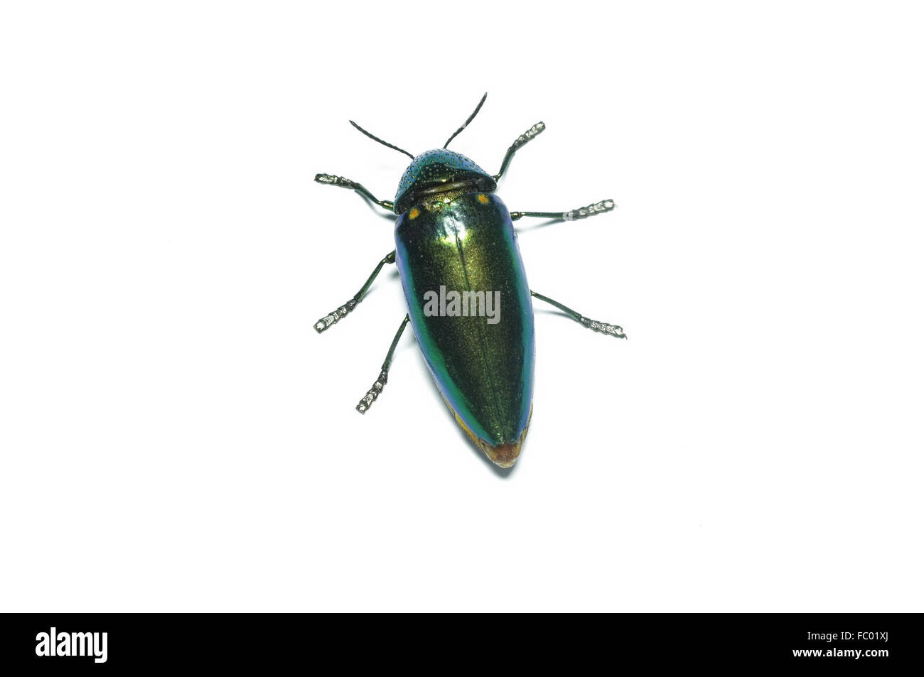 Jewel beetle, coléoptère bois métallique en Thaïlande Banque D'Images