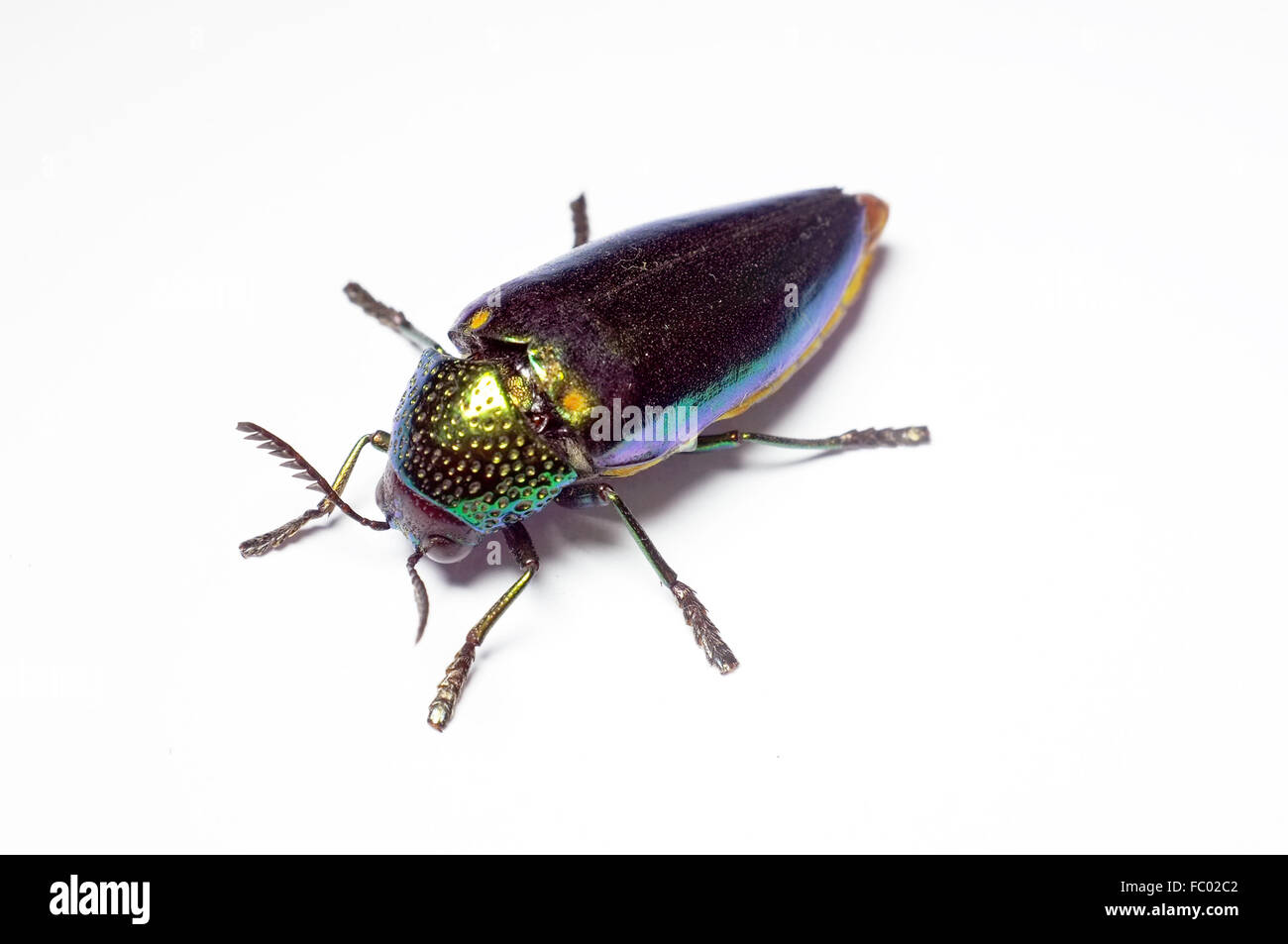Jewel beetle, coléoptère bois métallique en Thaïlande Banque D'Images