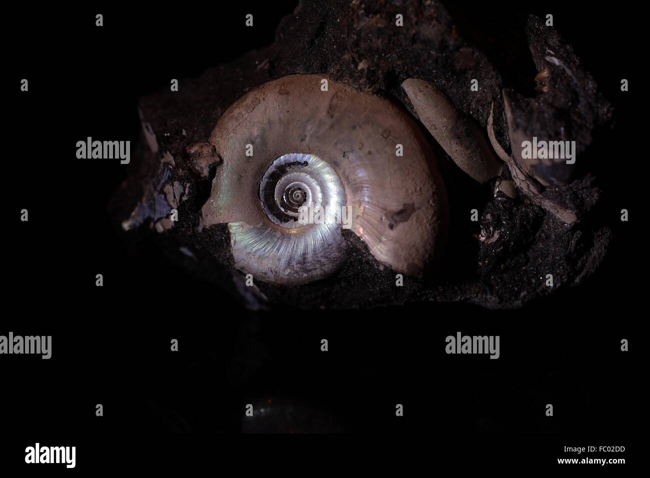 Craspetides moquensis, Ammonit Banque D'Images