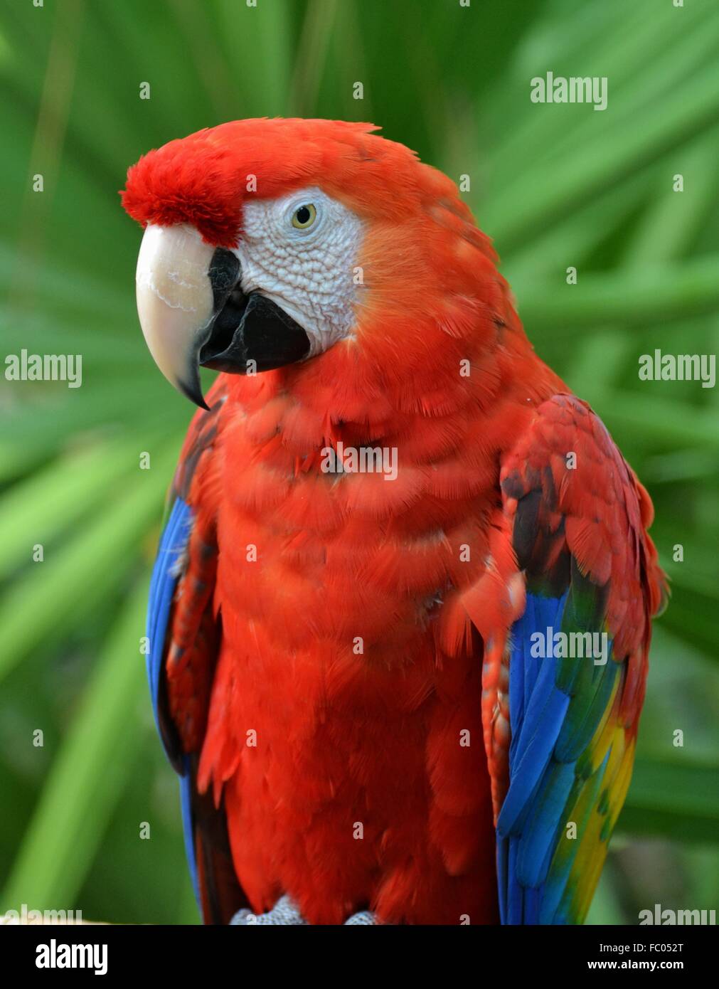 L'ara rouge (Ara macao), un oiseau originaire d'Amérique du Sud, forêt amazonienne. Banque D'Images