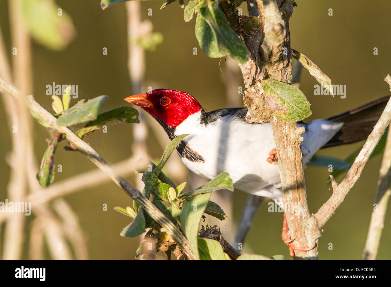 Yellow-cardinal Banque D'Images
