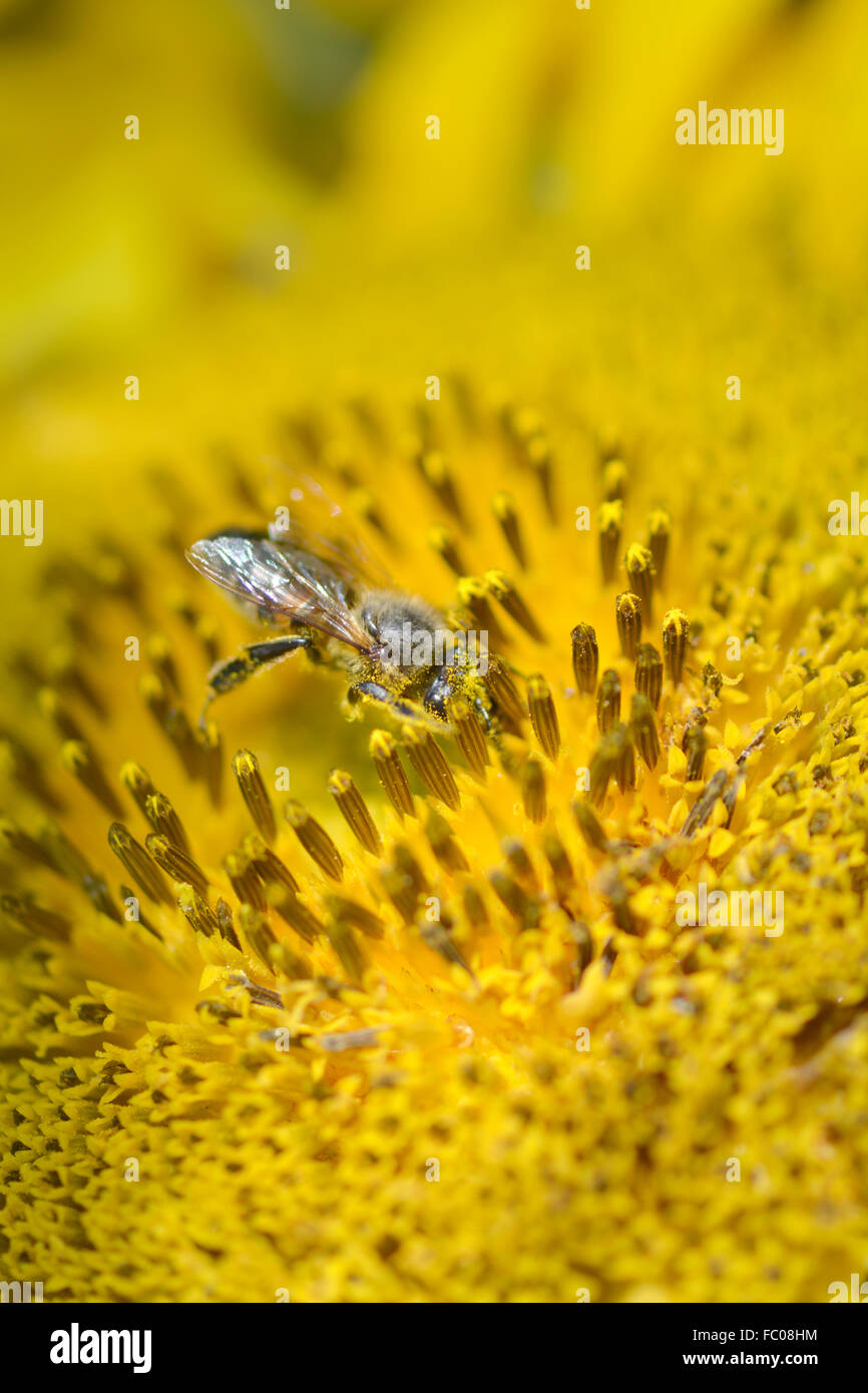 Close up of BEE on sunflower Banque D'Images