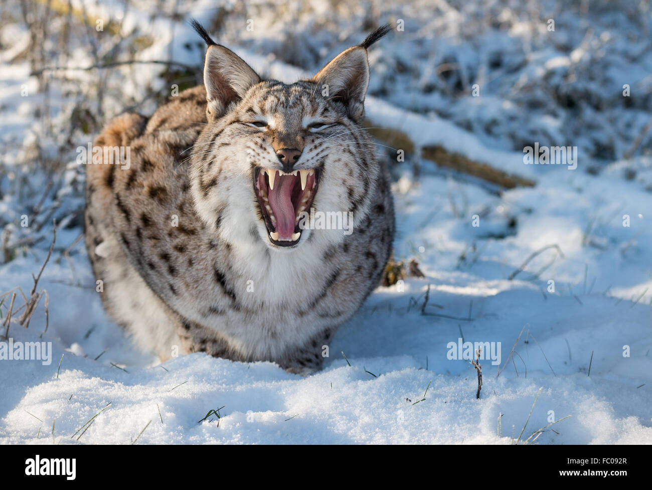 Schoenebeck brut, de l'Allemagne. 19 Jan, 2016. Un lynx dans la neige à l'Wildpark Schorfheide réserve brut en jeu Schoenebeck, Allemagne, 19 janvier 2016. PHOTO : PATRICK PLEUL/DPA dpa : Crédit photo alliance/Alamy Live News Banque D'Images