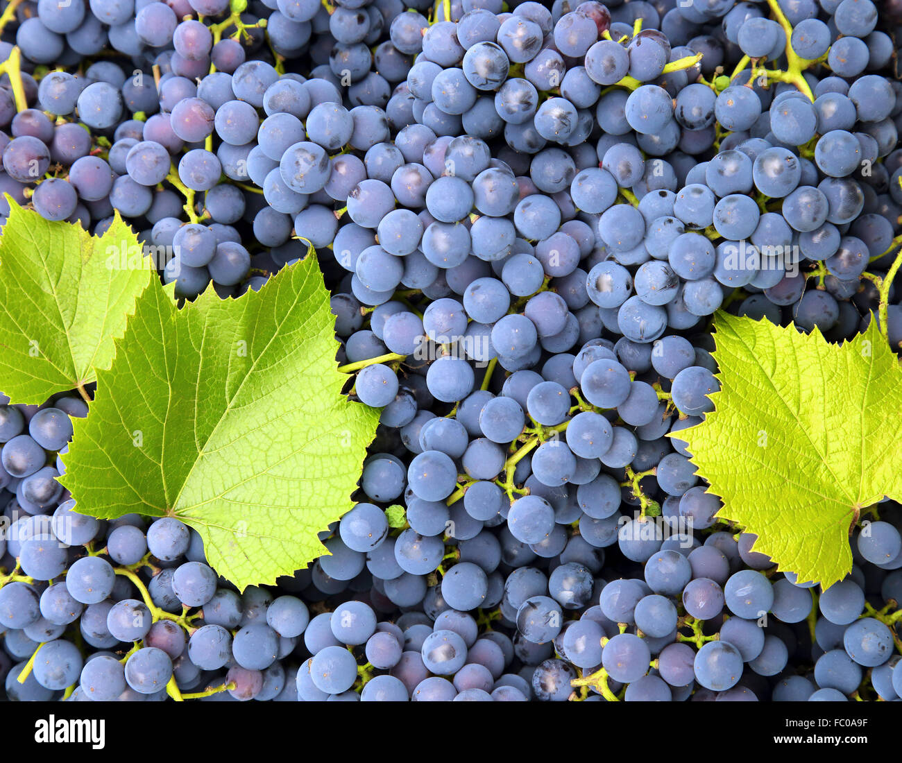 Contexte Les raisins bleus Banque D'Images