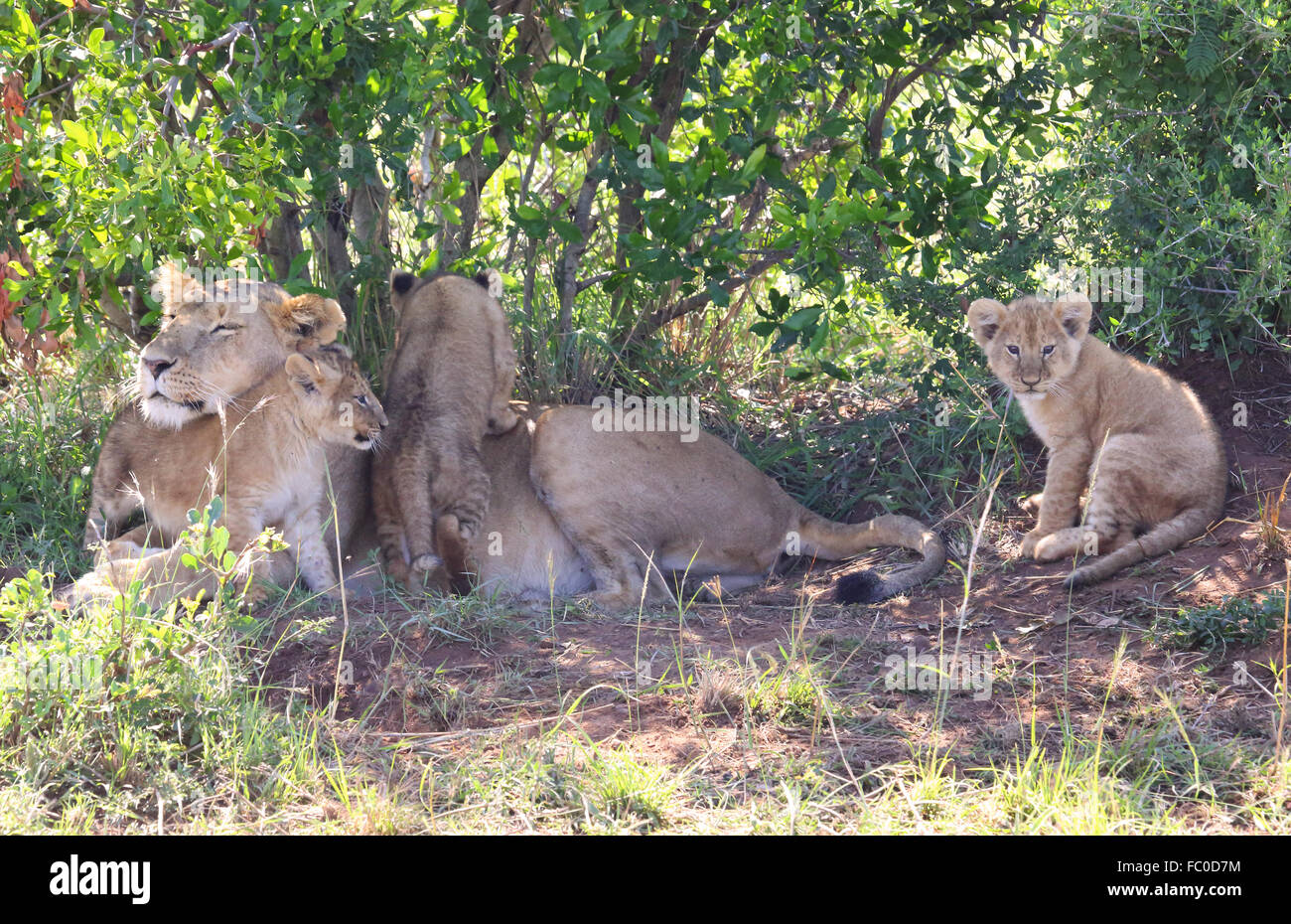 Mère lion avec oursons Banque D'Images