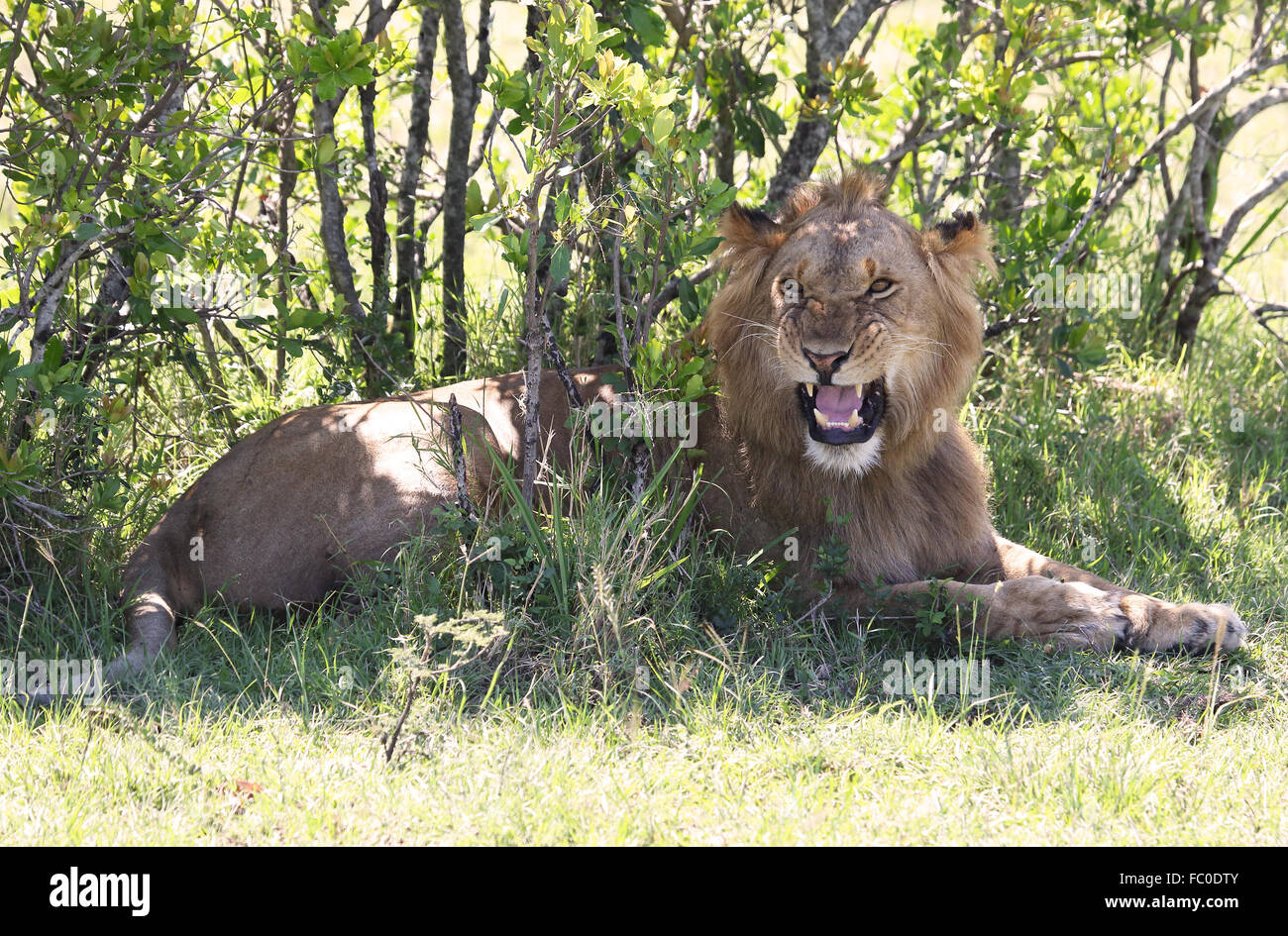 lion en colère Banque D'Images