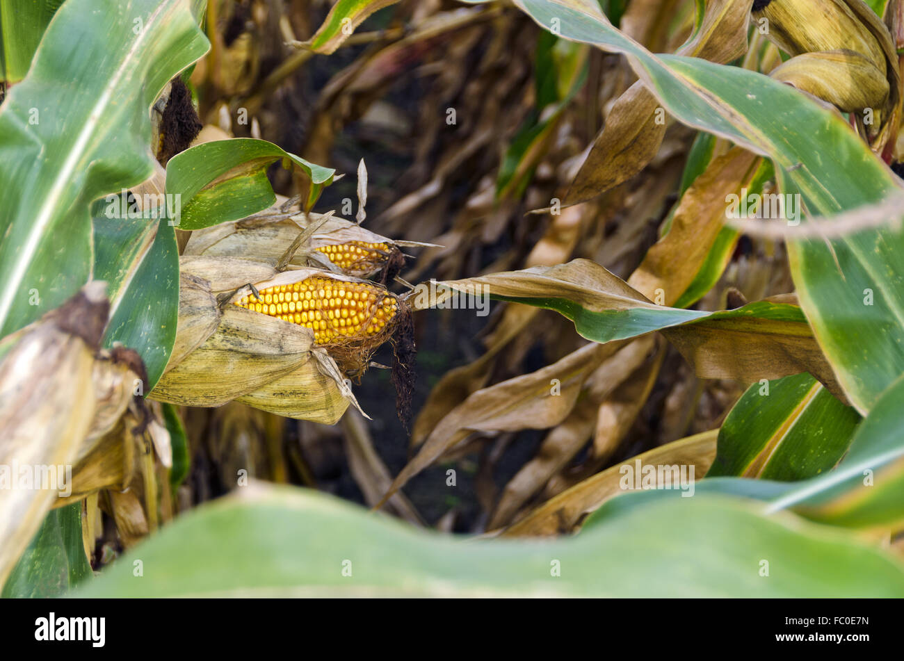 Les épis de maïs avec des plantes Banque D'Images